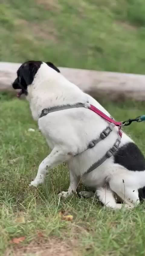Meticcio cani in regalo: Splendida meticcia - COOKIE a Città metropolitana di Milano - Video 1