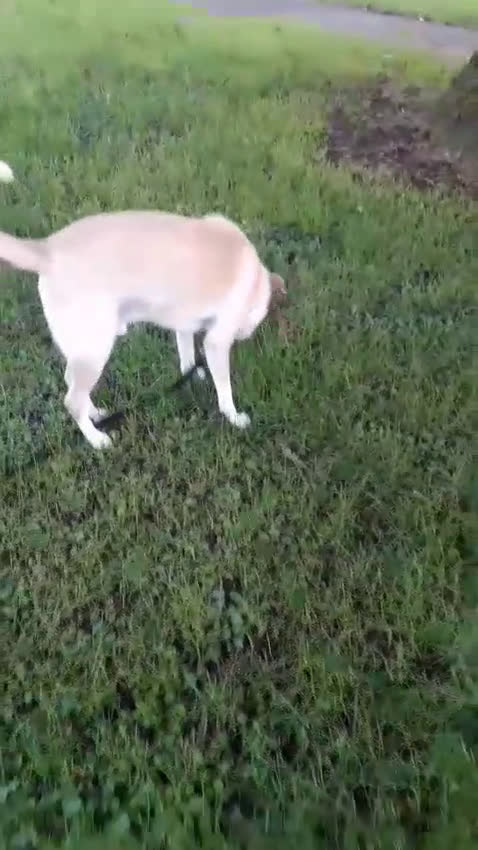 Meticcio cani in regalo: Splendido meticcio - CHARLIE - Video 1