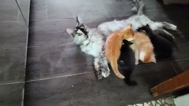 Maine Coon gatti in vendita: Dolcissimi cuccioli di Maine Coon xxl - Video 1