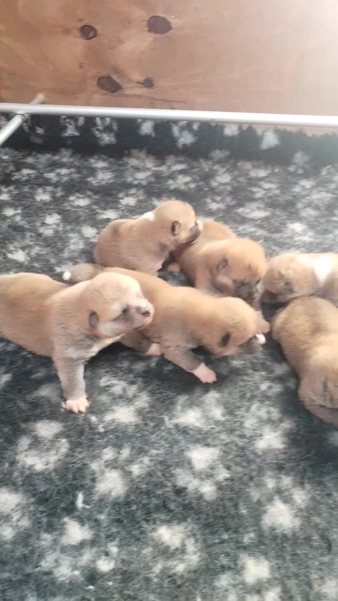 Akita Inu cani in vendita: CUCCIOLA DI AKITA DISPONIBILE  - Video 1