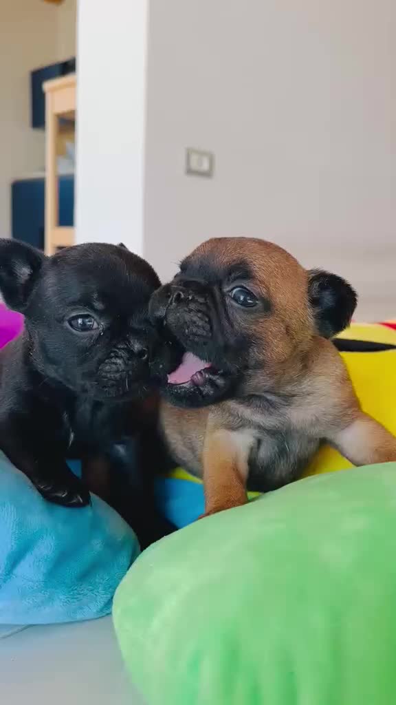 Bulldog Francese cani in vendita: Bellissimi cuccioli di Bouldogue Francese - Video 1