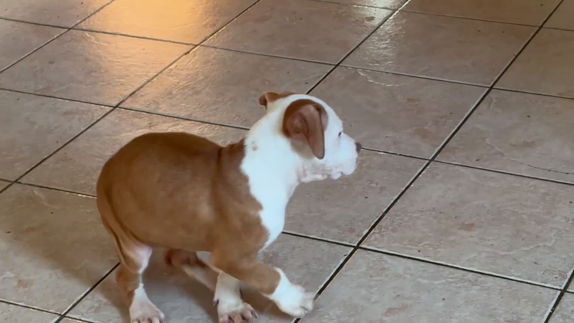 Pitbull cani in vendita: Cuccioli di Pit Bull con pedigree anche a rate - Video 1