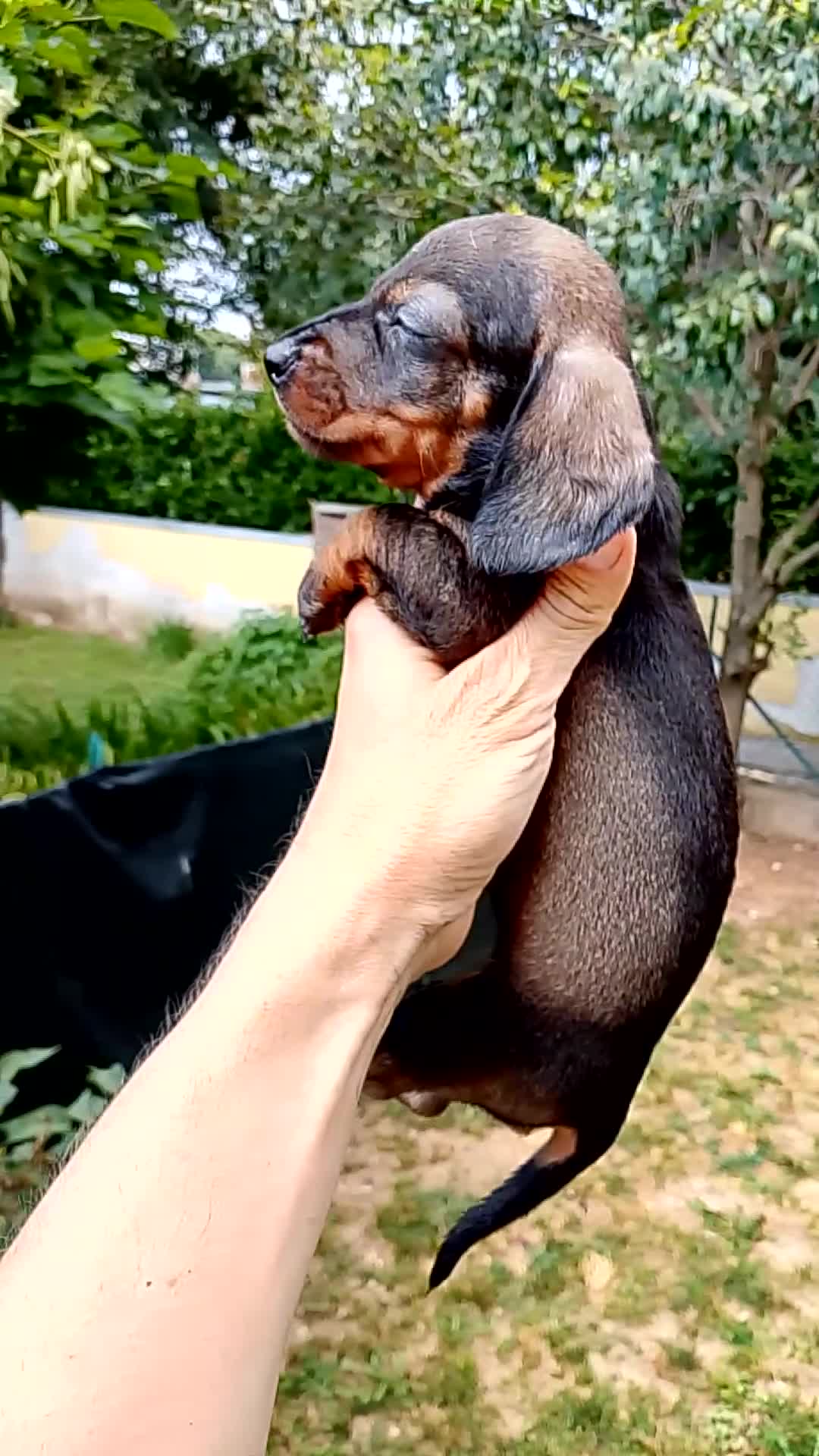 Bassotto cani in vendita: Femmina bassotto nano pelo corto - Video 1