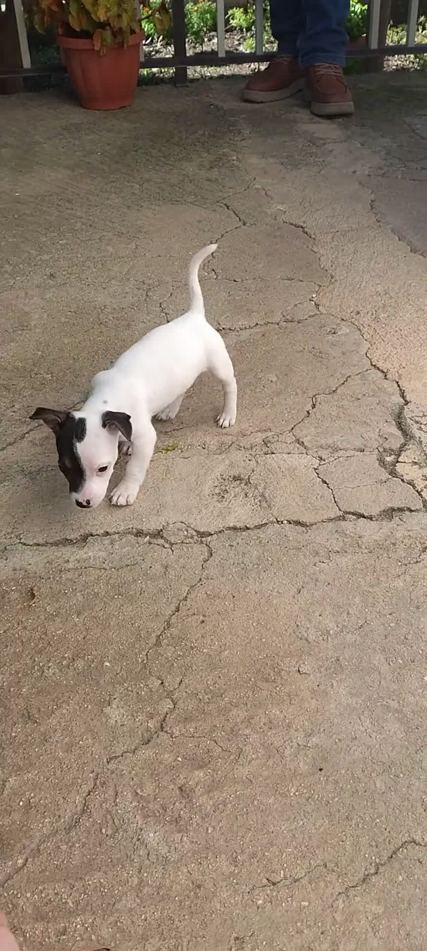 Jack Russell cani in vendita: Cuccioli jack russel  - Video 2