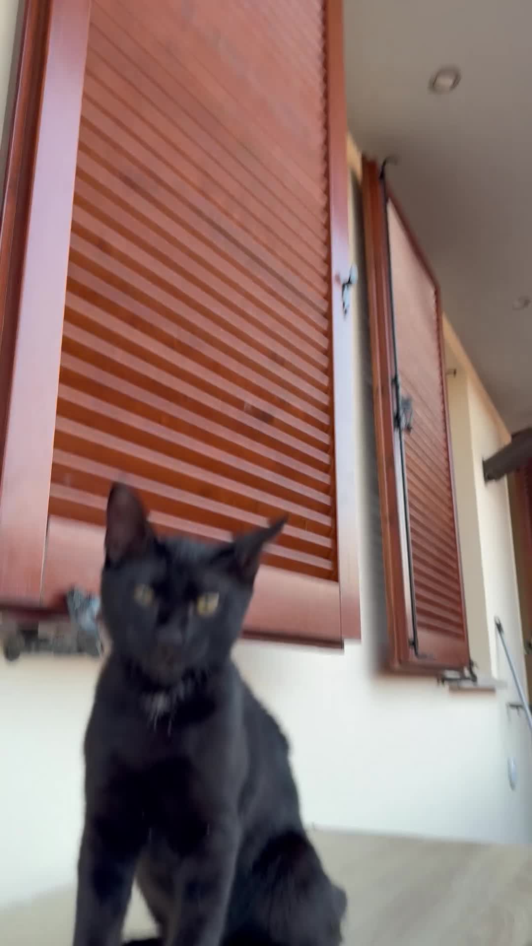 Altre razze gatti in regalo: 🩵GATTINO DOLCE IN REGALO🩷☘️ - Video 4