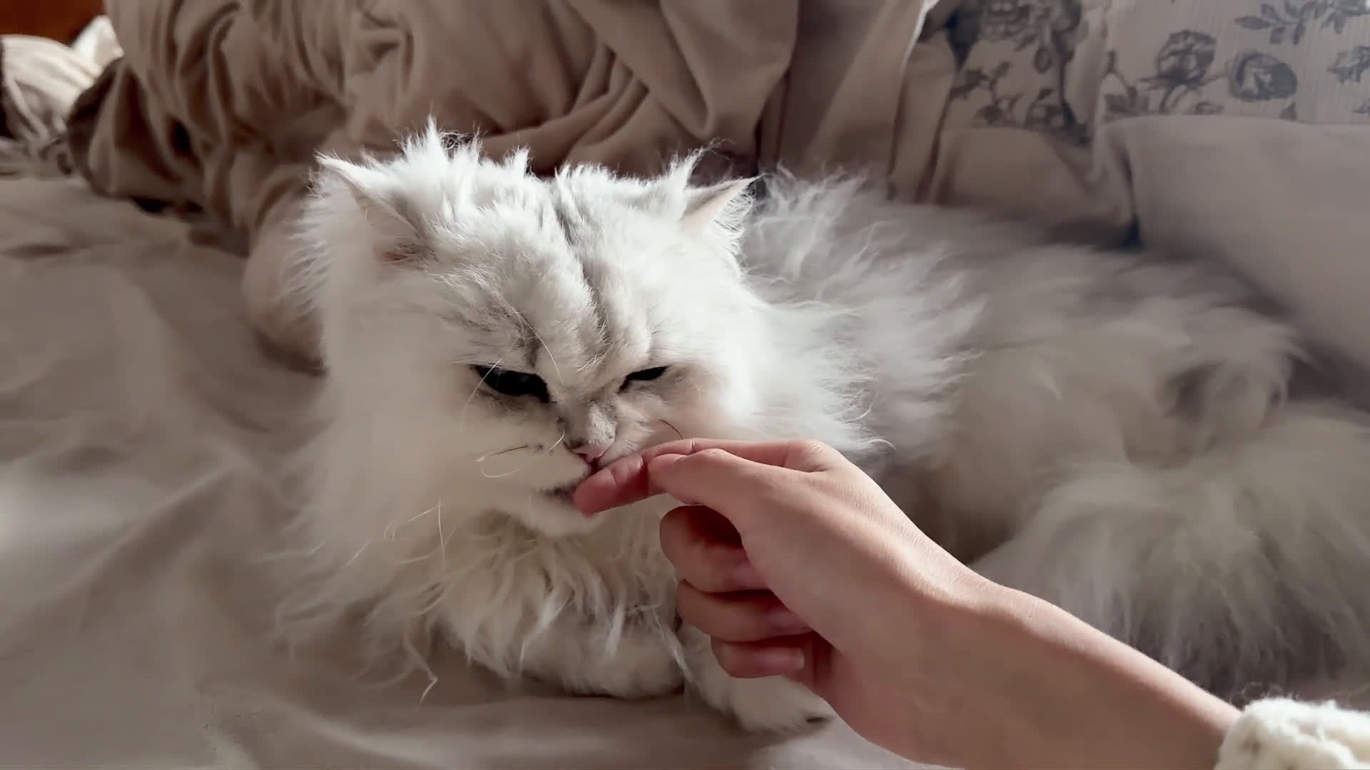 British gatti in vendita: British Longhair Silver Shaded  con Pedigree ENFI - Video 2