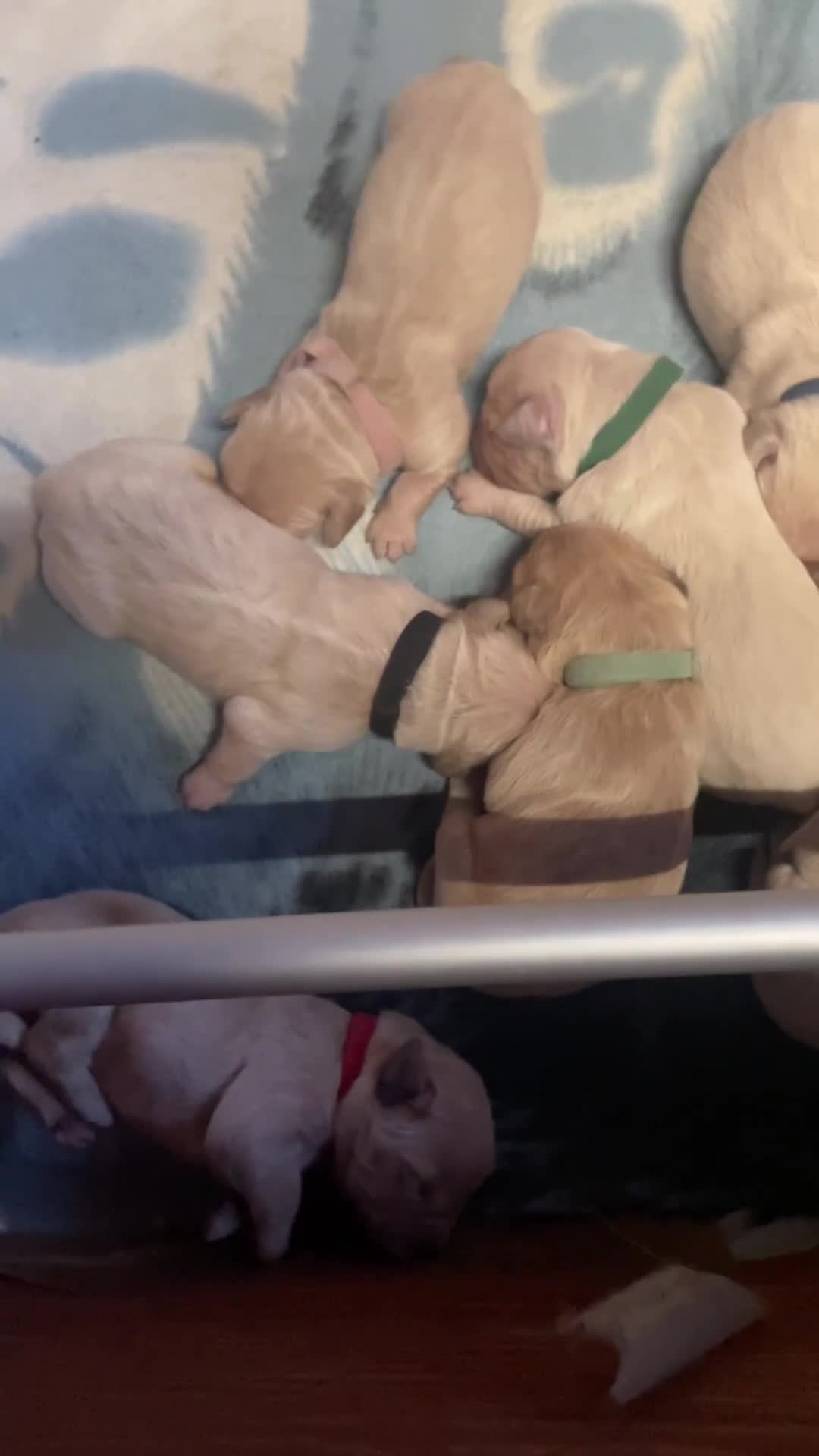Golden Retriever cani in vendita: Cuccioli di Golden Retriever - Video 1