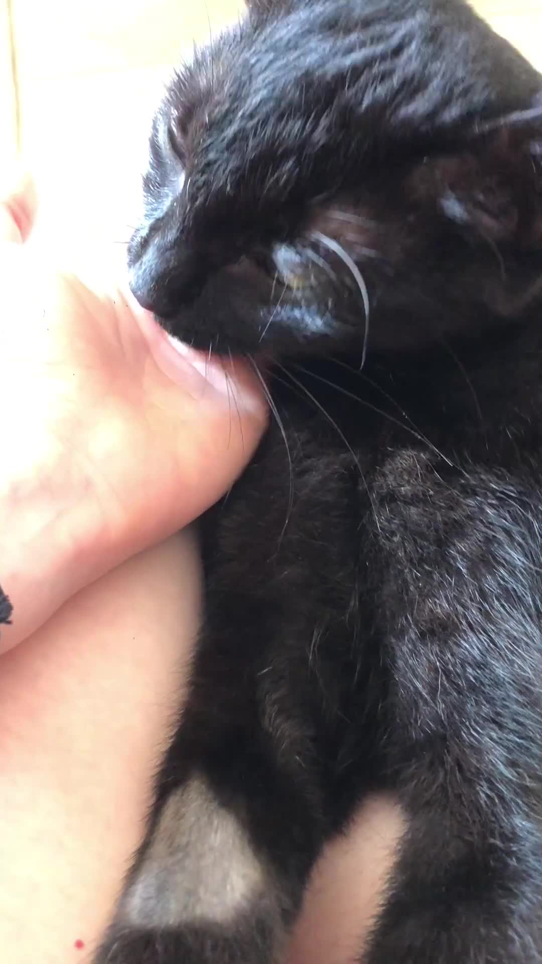 Altre razze gatti in regalo: Urgente 🚨 MARTA CERCA CASA 🏡 - Video 1