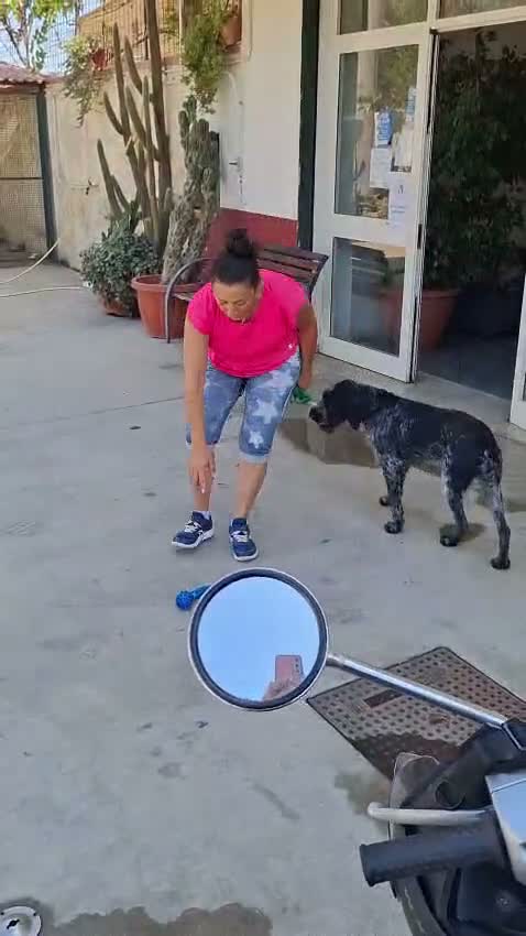 Drahthaar cani in regalo: Fabiana: dolcissima giovane Drahthaar - Video 1