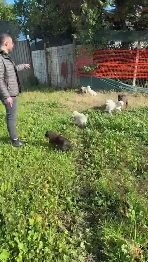 Meticcio cani in regalo: Bobby: 4 mesi taglia grande  - Video 2