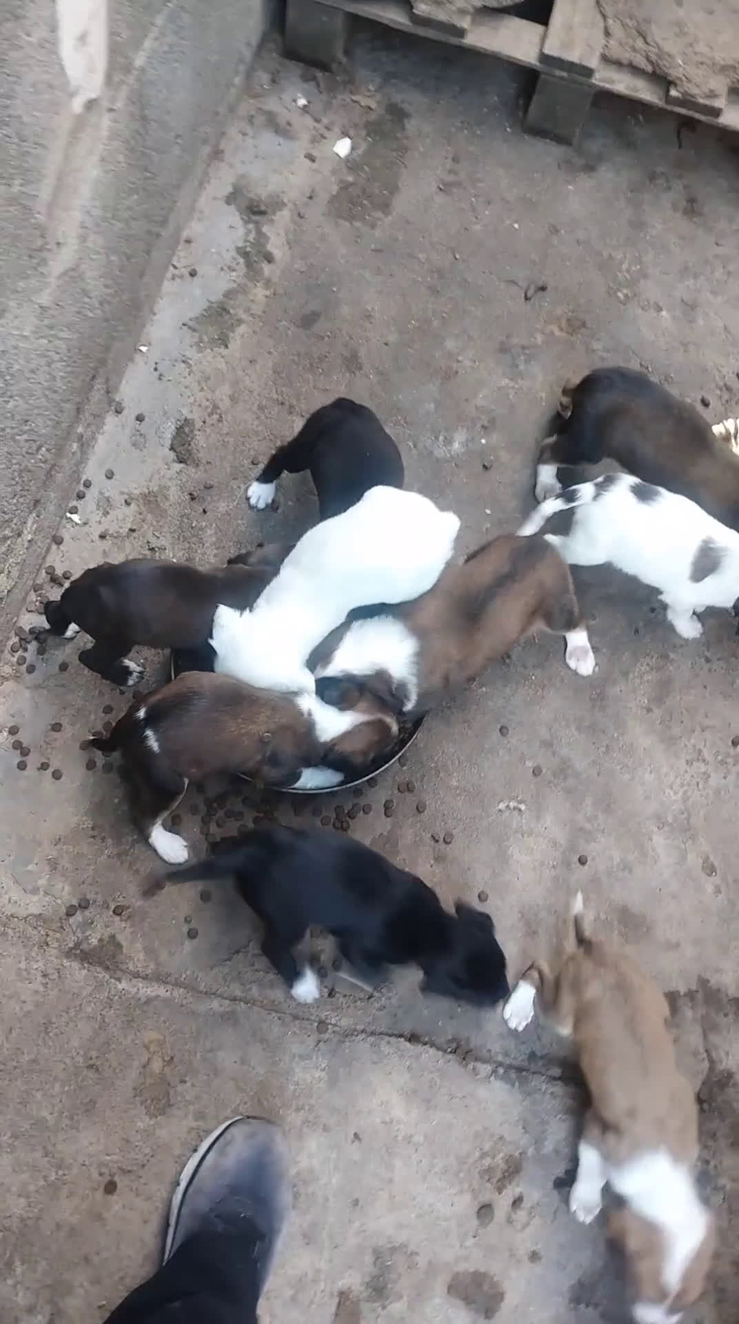 Meticcio cani in regalo: Regalo cuccioli - Video 1