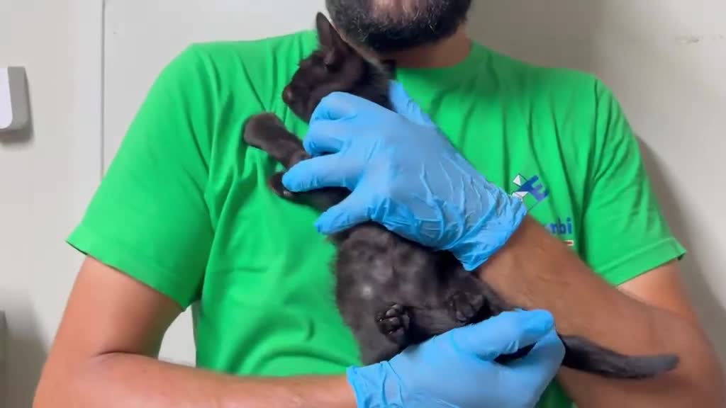 Europeo gatti in regalo: GATTINO NERO - Video 2
