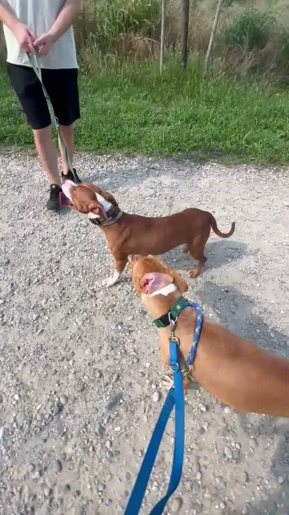 Pitbull cani in regalo: BONNIE PIT - Video 1