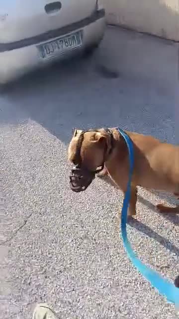 Pitbull cani in regalo: Meraviglioso Red nose - Video 2