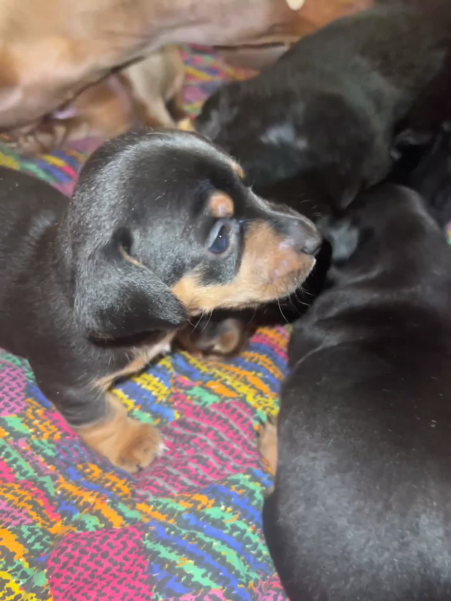 Meticcio cani in vendita: Cucciolata  - Video 1