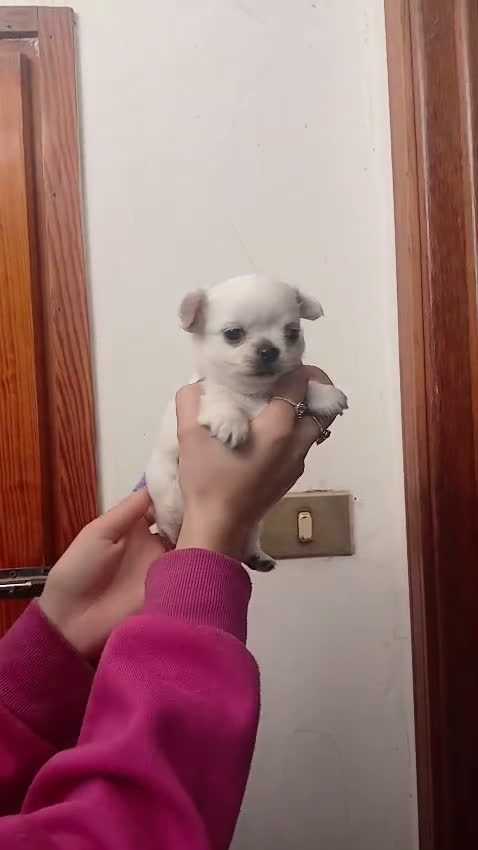 Chihuahua cani in vendita: Cuccioli di chihuahua toy  - Video 1