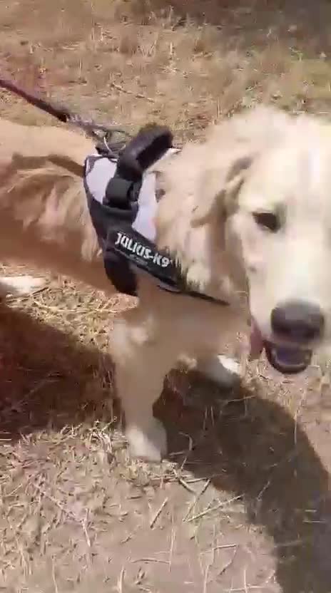 Meticcio cani in regalo: EROS 💙 una nuvola bianca. Con quattro zampe. a Provincia di Padova - Video 1