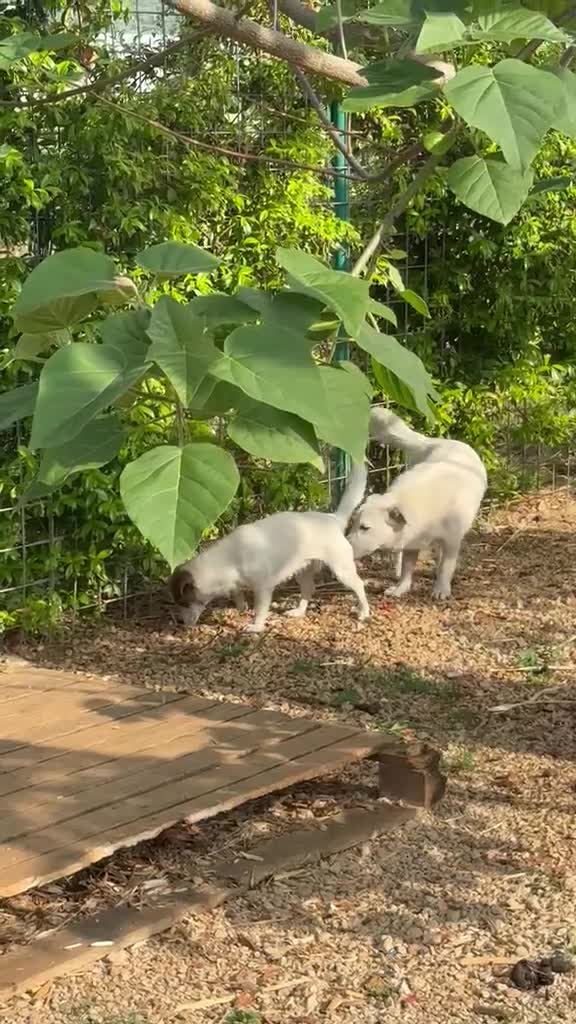 Jack Russell cani in regalo: Cagnolini jack russel e incrocio jack russel  - Video 1