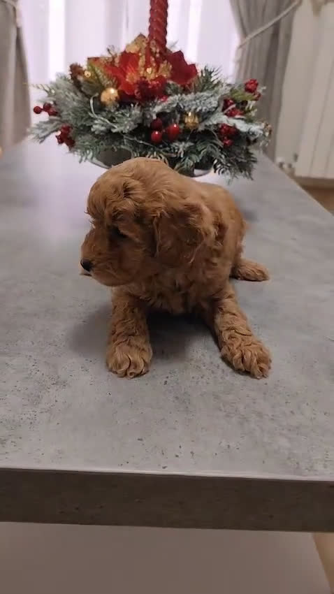 Barboncino Toy cani in vendita: Disponibili 2 femminucce di Barboncino Toy - Video 1