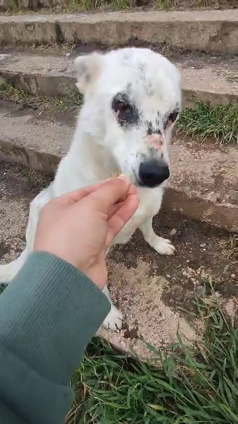 Meticcio cani in regalo: MARIO  a Provincia di Avellino - Video 1