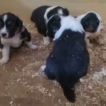 Australian Shepherd cani in vendita: Vendo cucciolo di australian Shepherd - Video 1
