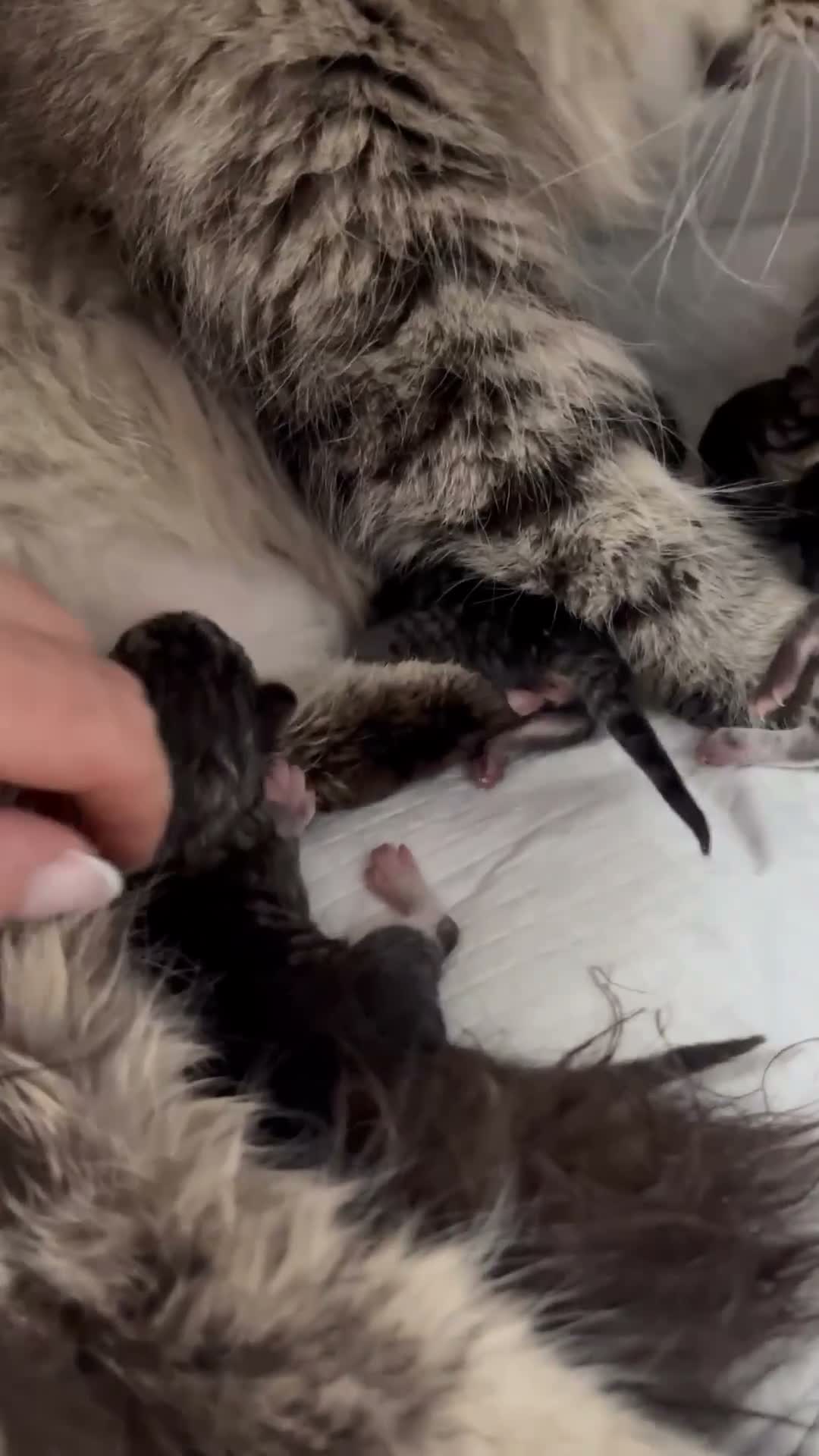 Siberiano gatti in vendita: SIBERIANI GATTINI IPOALLERGENICI - Video 1