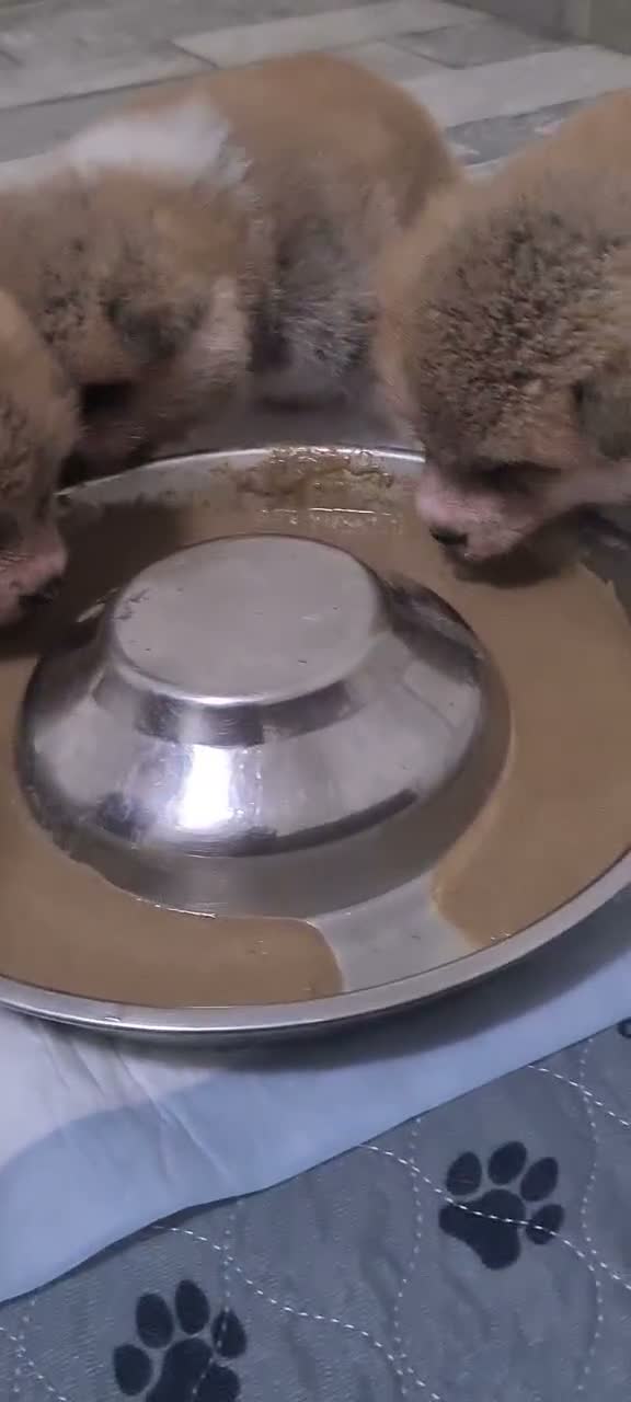 Akita Inu cani in vendita: ULTIMO MASCHIETTO DI AKITA DISPONIBILE LOMBARDIA - Video 5
