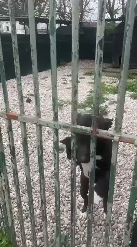 Meticcio cani in regalo: Simil Pitbull 5anni MOLTO BUONA NESSUNO LA NOTA.MN - Video 1