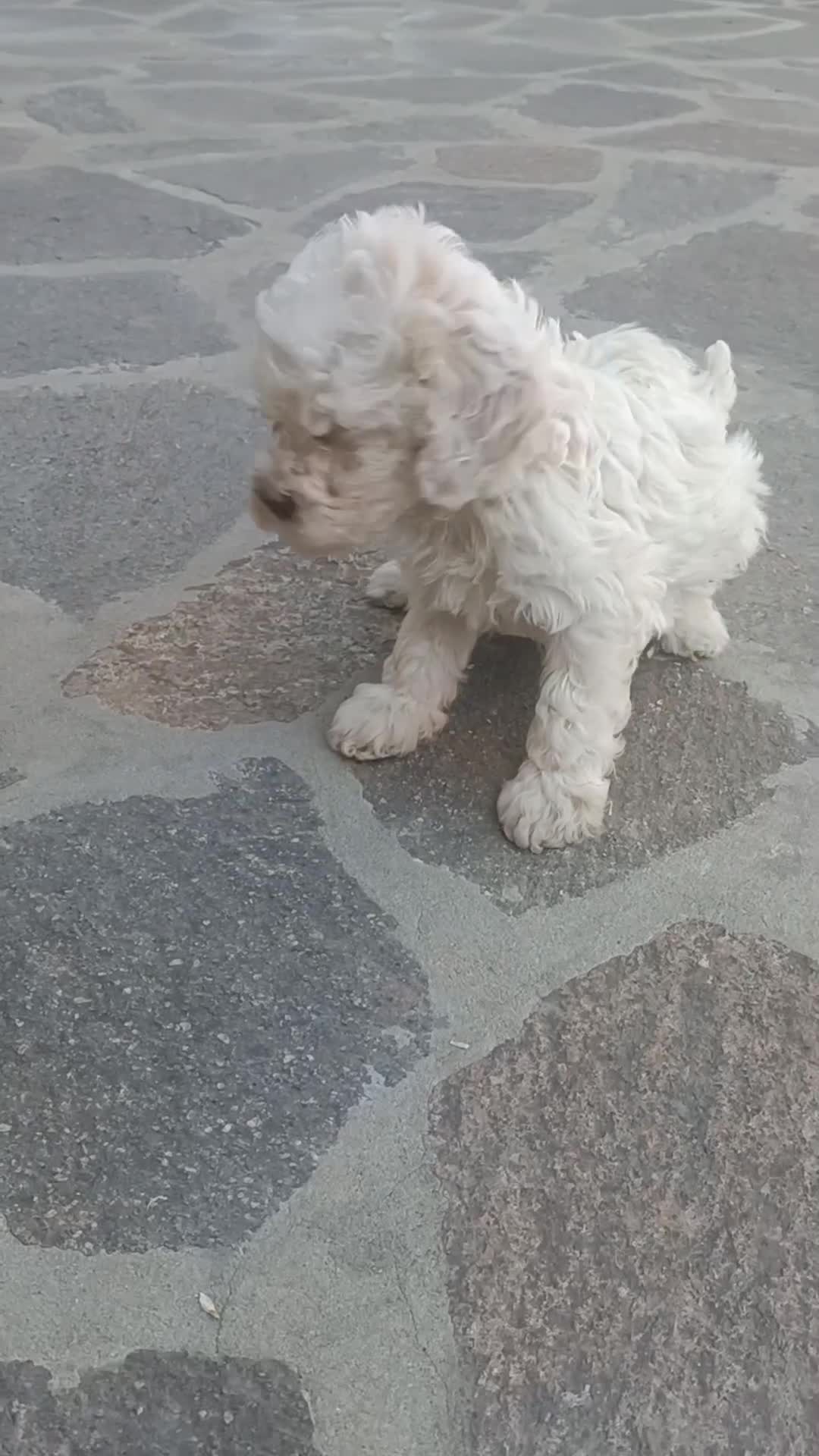 Lagotto cani in vendita: Cuccioli di Lagotto Romagnolo con Pedigree Roi  - Video 1
