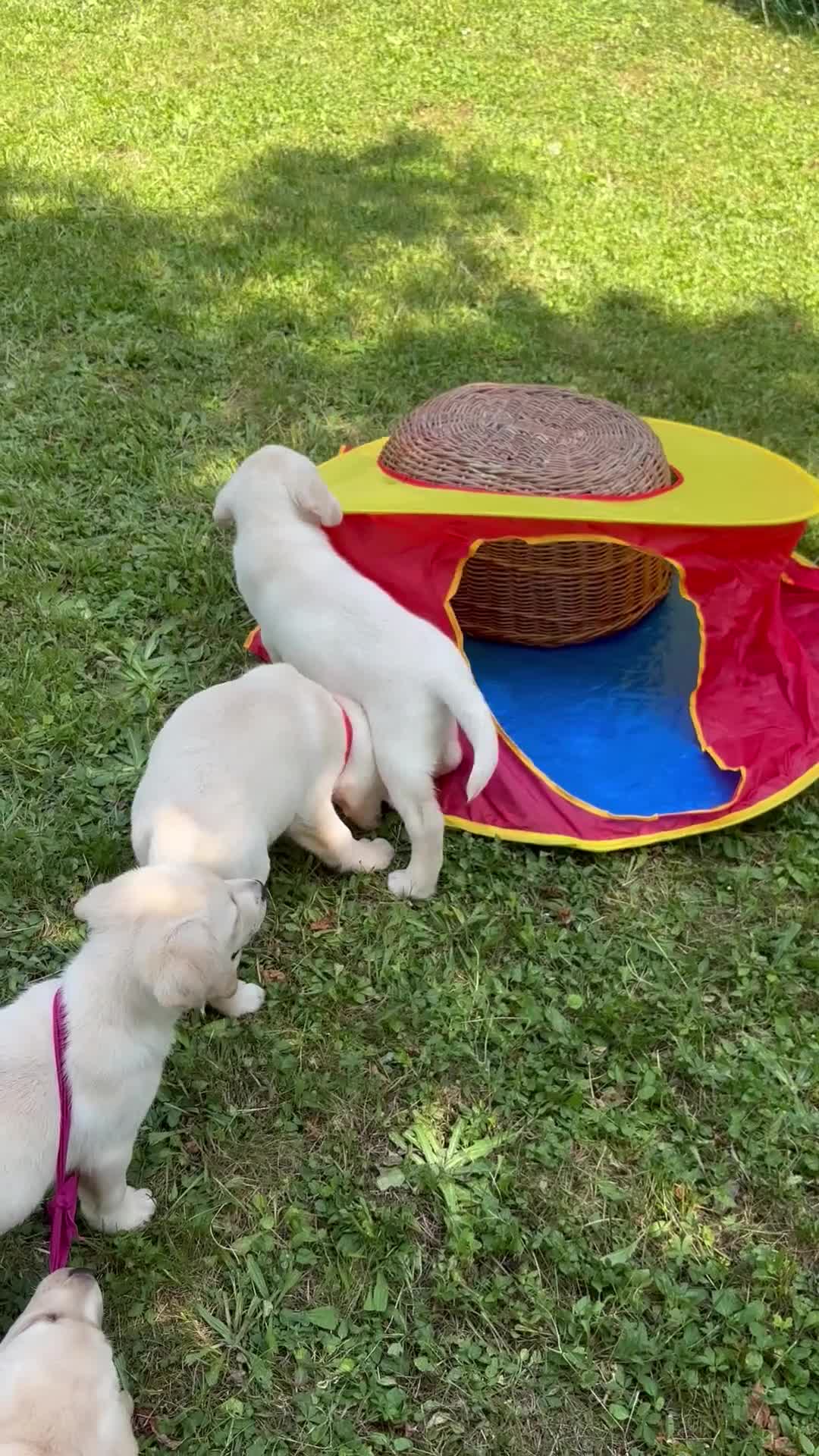 Labrador cani in vendita: Labrador retriever - Video 4