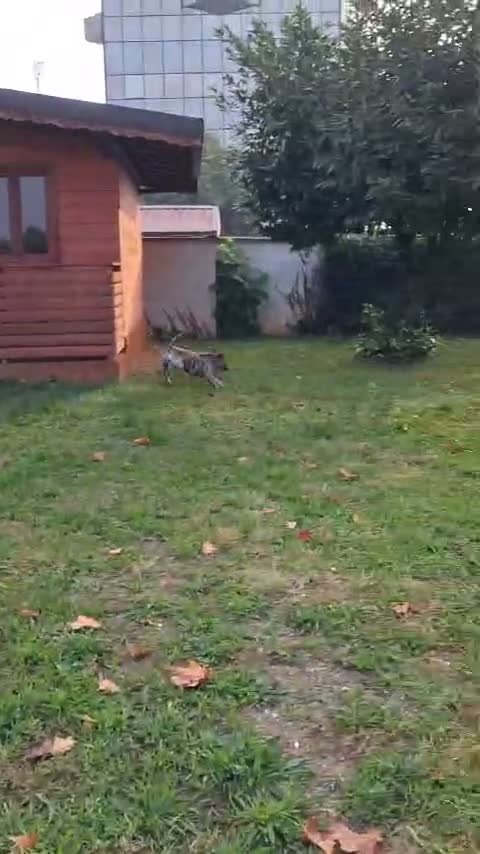 Meticcio cani in regalo: VITO BELLISSIMO MOLOSSETTO - Video 1