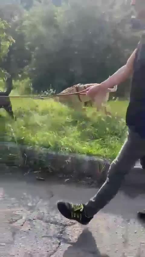 Meticcio cani in regalo: Roby meraviglioso giovanotto simil Labrador - Video 1