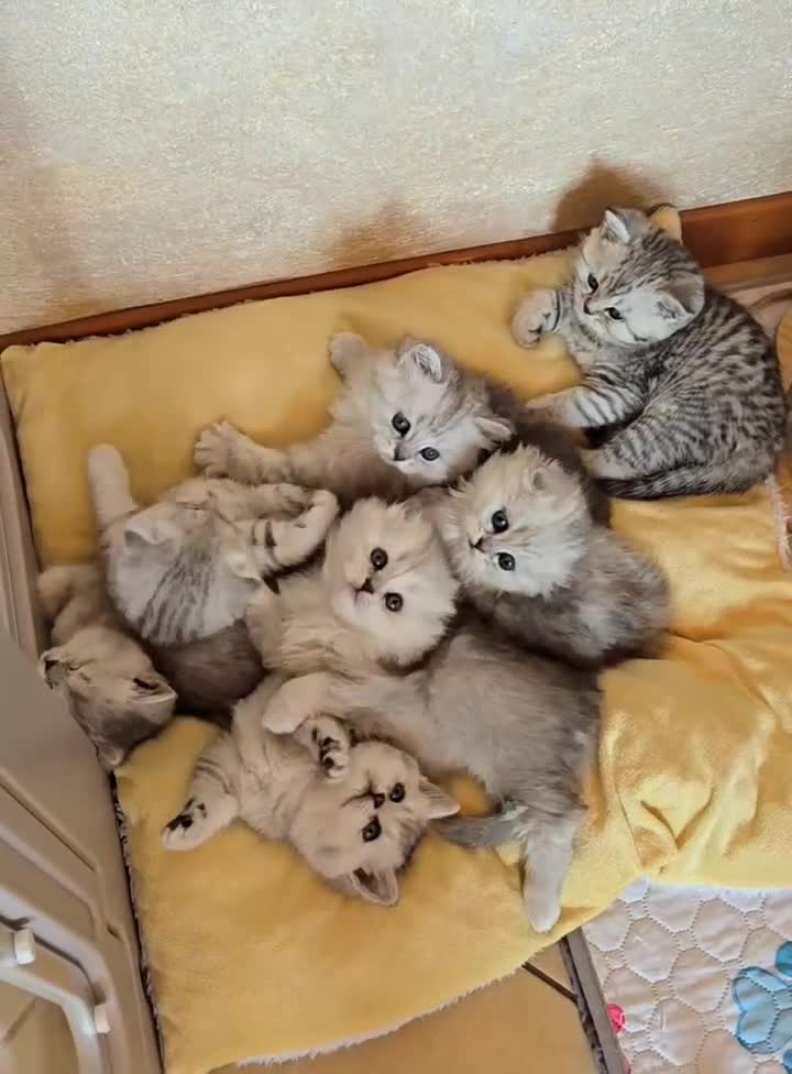 Scottish gatti in vendita: Scottish Fold e straight silver - Video 1