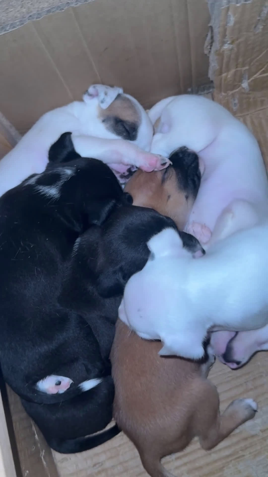 Altre razze cani in regalo: Regalo cuccioli  - Video 1