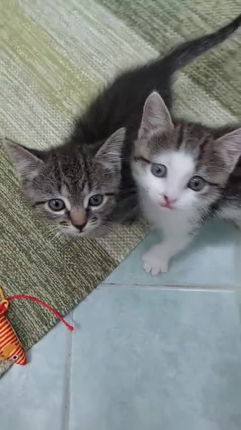 Europeo gatti in regalo: Ariella e Archimede sognano casa! - Video 1