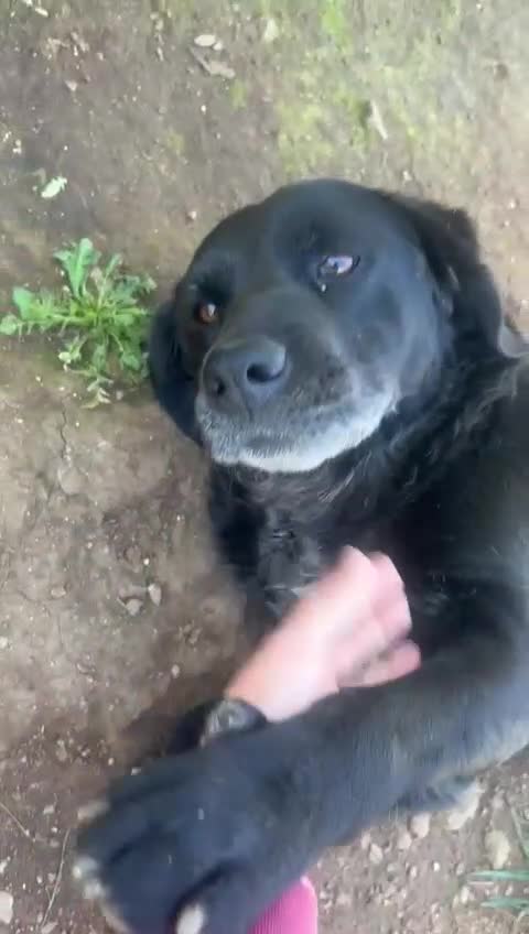 Meticcio cani in regalo: Linda splendida cagnolona dal cuore grande  - Video 1