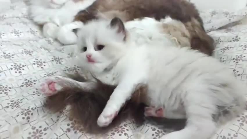 Ragdoll gatti in vendita: Femminucce ragdoll seal bicolore  a Città Metropolitana di Napoli - Video 1