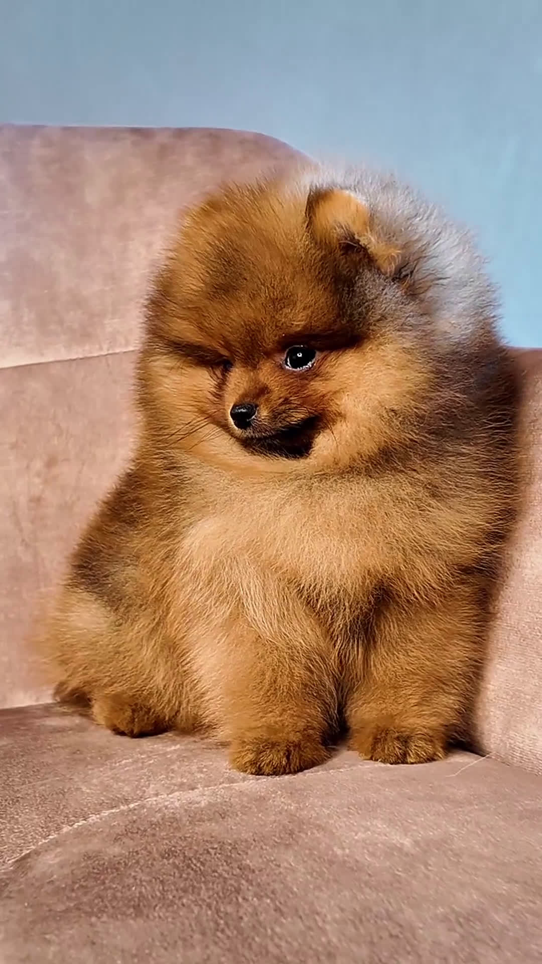 Volpino Pomerania cani in vendita: Pomerania nano maschio - Video 1