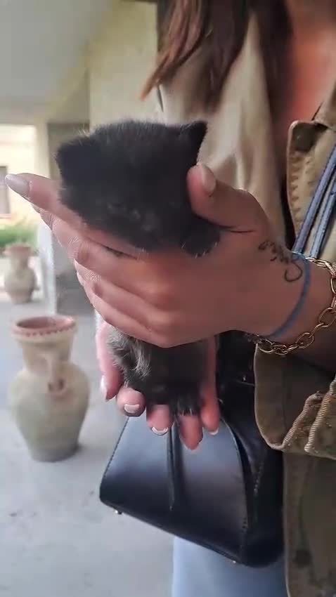Meticcio gatti in regalo: Regalo gattini - Video 3
