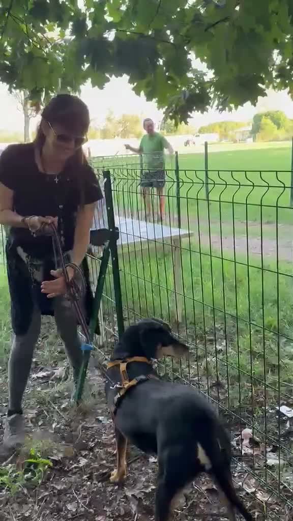 Meticcio cani in regalo: Skylar, stupenda simil segugia - Video 2