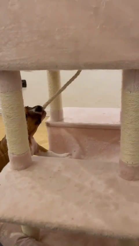 American Staffordshire cani in vendita: Cucciolo ARTù  - Video 1