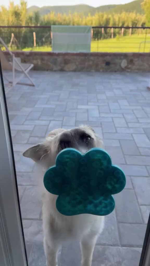 Meticcio cani in regalo: Cerchiamo urgente stallo casalingo postoperatorio  - Video 4