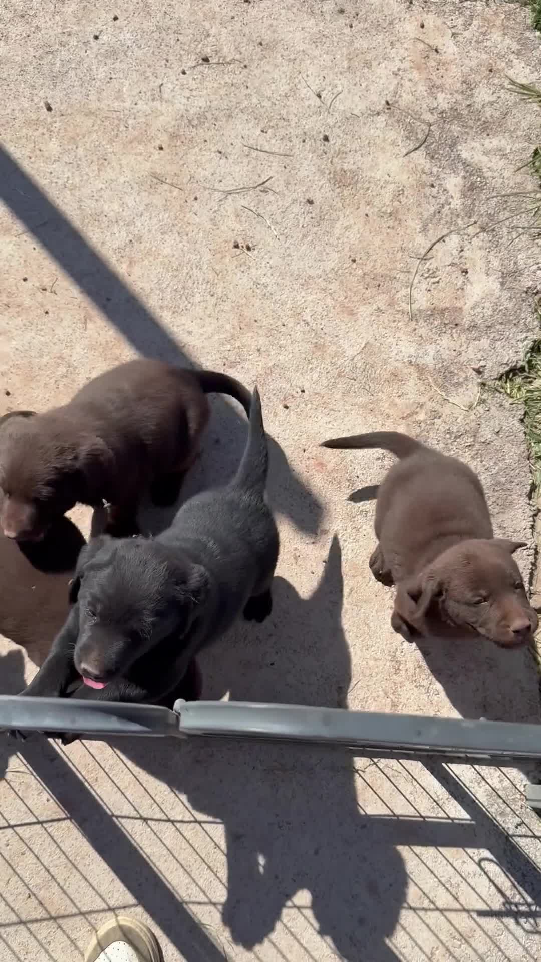 Labrador cani in vendita: Cuccioli Labrador  - Video 1