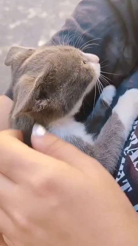 Altre razze gatti in regalo: Nemo, gattino sogna casa - Video 1