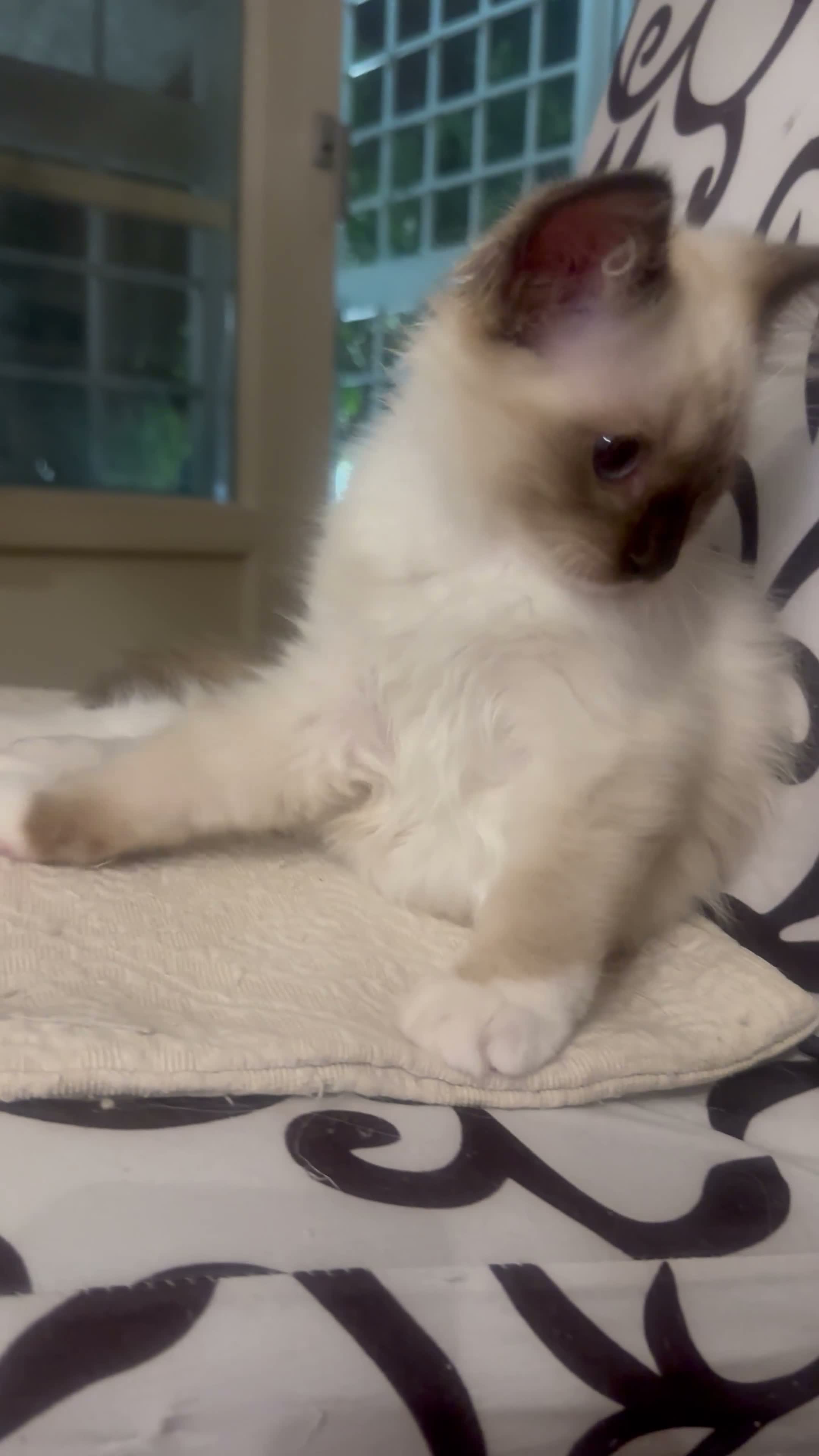 Ragdoll gatti in vendita: Bellissimo cucciolo di ragdoll - Video 4