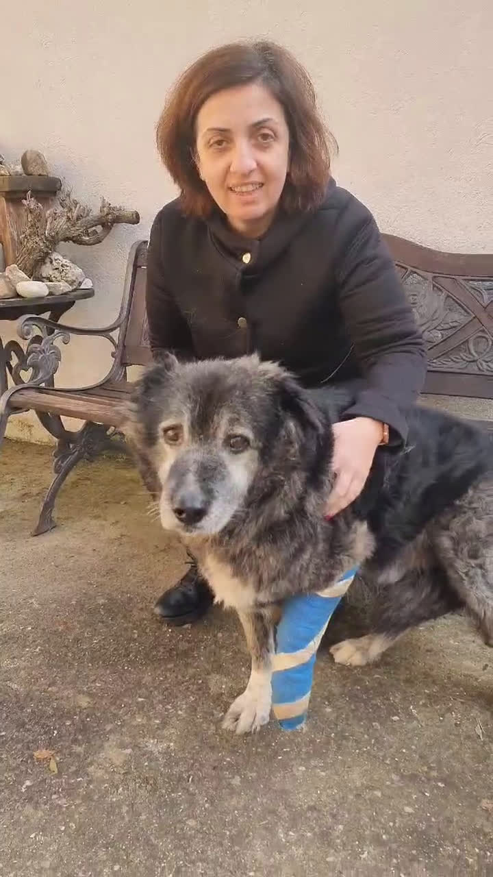 Meticcio cani in regalo: TINO  a Provincia di Avellino - Video 1