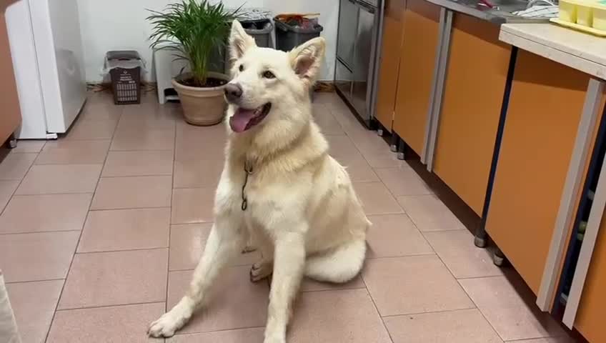 Meticcio cani in regalo: NUVOLA 💙 una nuova famiglia per ricominciare a Provincia di Parma - Video 1