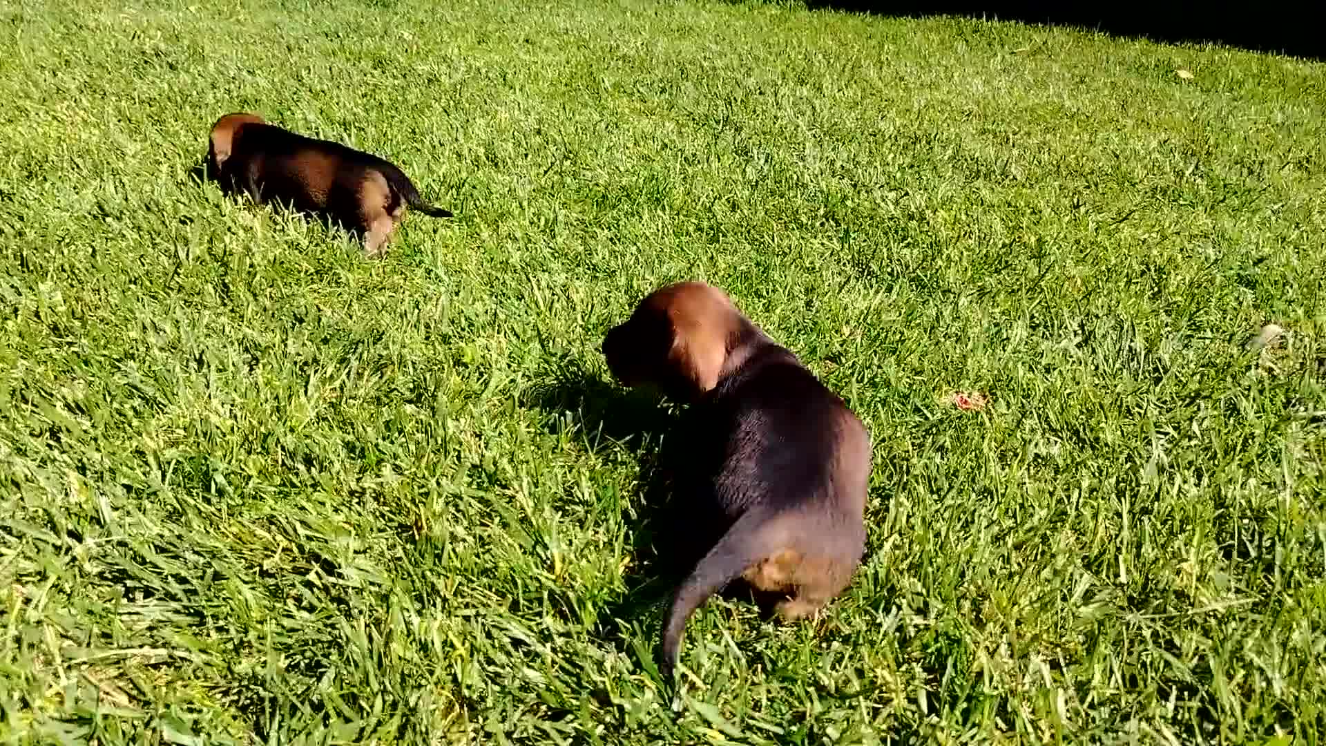 Bassotto cani in vendita: bassotto tedesco pelo forte  a Provincia di Bergamo - Video 1