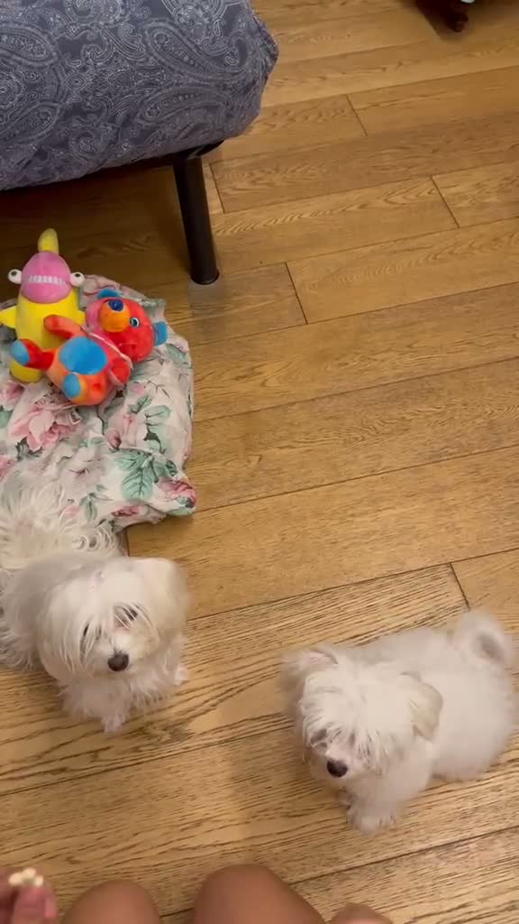 Maltese cani in vendita: Maltese MiniToy  - Video 2