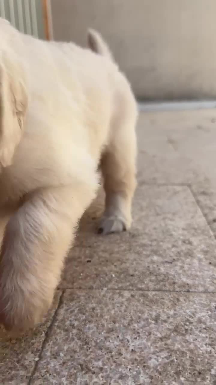 Golden Retriever cani in vendita: CUCCIOLI DI GOLDEN RETRIEVER CERCANO FAMIGLA ❤️ - Video 1
